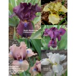 Iris Pastel Median Collection