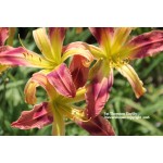 Pat Thornton Daylily