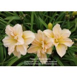 Peggy Jeffcoat Daylily