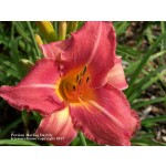 Persian Market Daylily