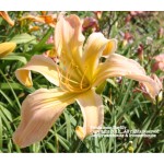 Persimmon Daylily