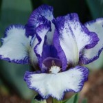 Petite Ballerina Iris