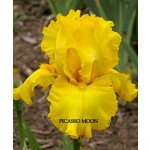 Picasso Moon Iris
