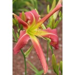 Picket Fences Daylily