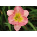Pink Ambrosia Daylily