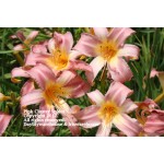 Pink Cluster Spider Daylily