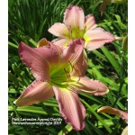 Pink Lavender Appeal Daylily