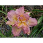 Pink Peppermint Daylily
