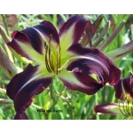 Planet Max Daylily