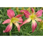 Plinko Daylily