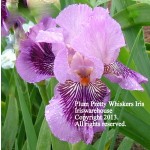 Plum Pretty Whiskers Iris