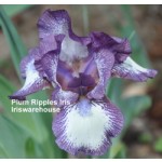 Plum Ripples Iris