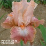 Pom Pom Girl iris