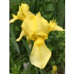 Prairie Gold Iris 1926 Sass