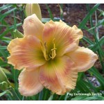 Pug Yarborough Daylily
