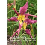 Purple Satellite Daylily