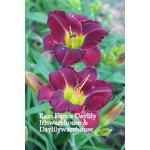 Rain Dance Daylily