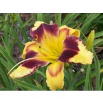Rapid Eye Movement Daylily