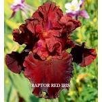 Raptor_Red_Iris