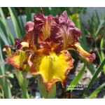 Red Hot Chili Iris