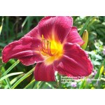 Red Volunteer Daylily