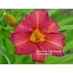Red Wine Cup Daylily