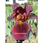Red Zinger Iris