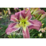 Regal Giant Daylily