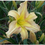 Return to Sender Daylily