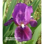 Ripe Raspberry Iris