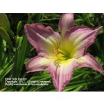 River Nile Daylily