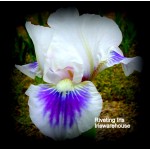 Riveting Iris