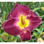 Robert Lee Batt Daylily