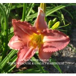 Rock Lobster Daylily