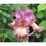 Rock Star Iris
