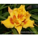 Rockydells Wendi Cherie Daylily