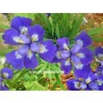 Roku Oji Siberian Iris