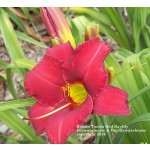 Rootin Tootin Red Daylily