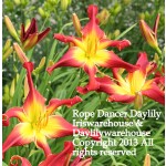 Rope Dancer Daylily
