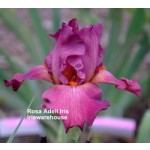 Rosa Adell Iris