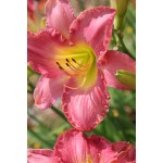 Rose Zircon Daylily