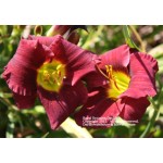 Royal Occasion Daylily
