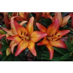 Royal Sunset Lily