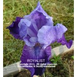 Royalist Iris