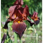 Ruby Mine Iris