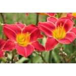 Ruby Sentinel Daylily