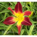 Ruby Spider Daylily