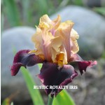 Rustic Royalty Iris