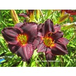 Salieri Daylily