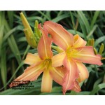 Sammy Daylily